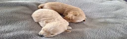 Maltipoo honden te koop: Maltipoo pups. Super mini - Advertentie 1