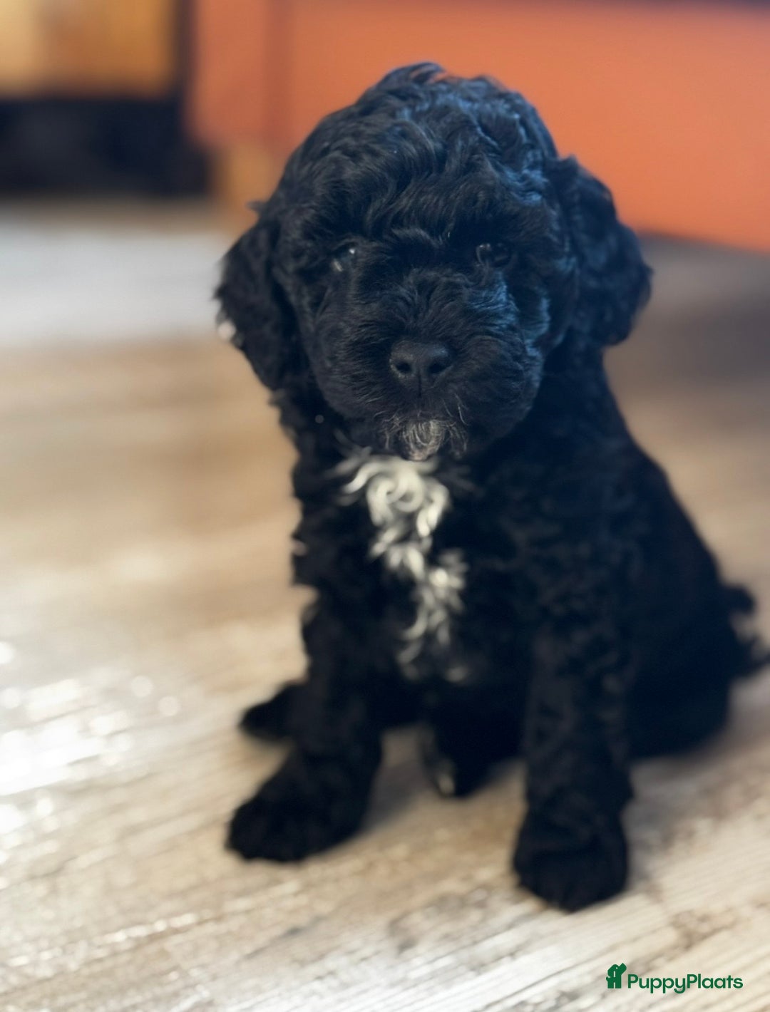 Labradoodle honden te koop: Labradoodle pups - Advertentie 8