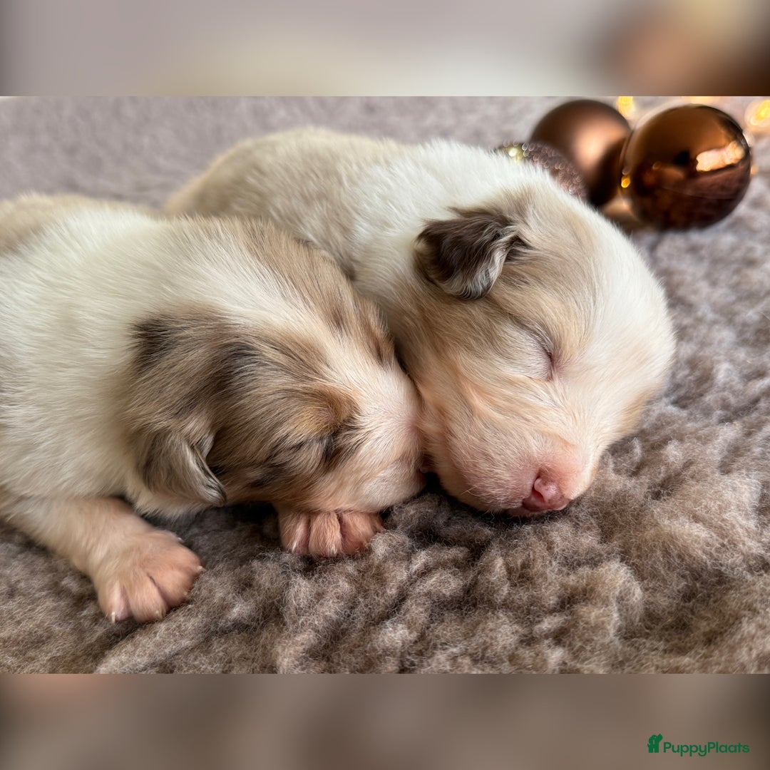 Australian Shepherd honden te koop: Prachtig nestje raszuivere Australian Shepherds - Advertentie 20