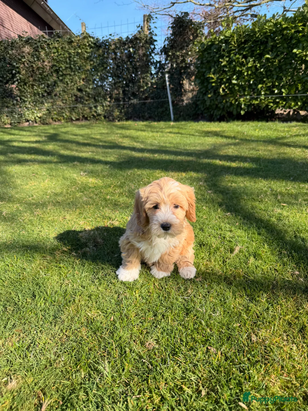 Maltipoo honden te koop: Maltipoo (Toy Poedel x Maltezer) pups - Advertentie 2