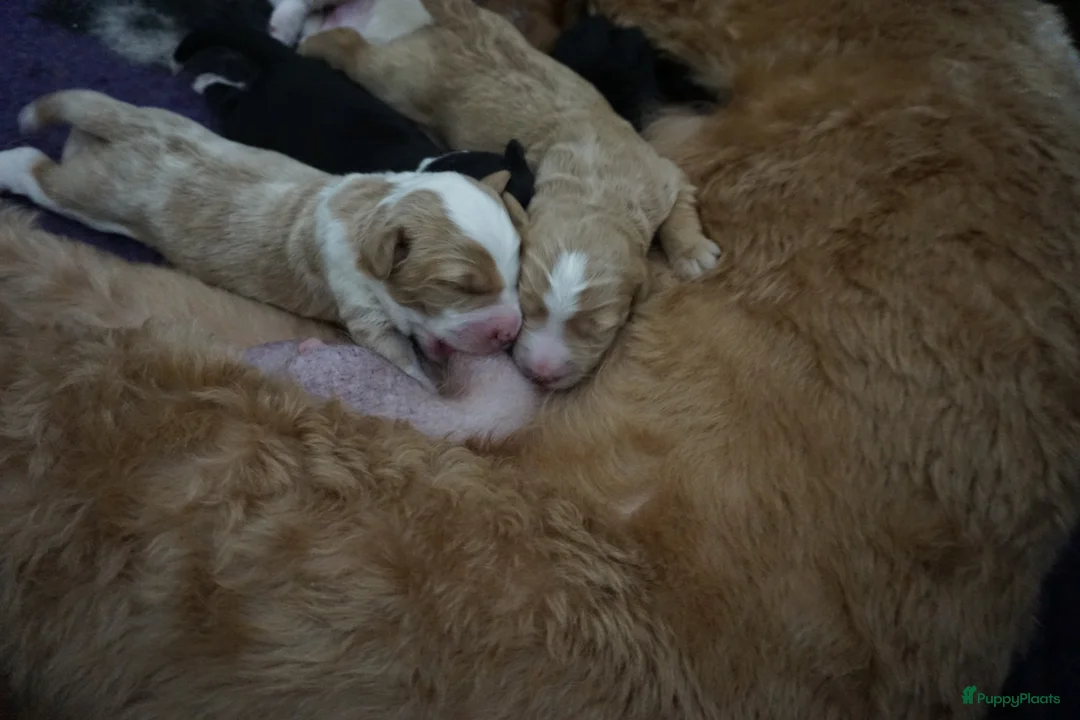 Kruising honden te koop: Goldendoodle x Bernerdoodle pups in Overberg - Advertentie 7