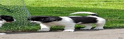 Kruising honden te koop: Prachtige puppy's, mix Friese Stabij/Kelpie  in Nieuwolda - Advertentie 5