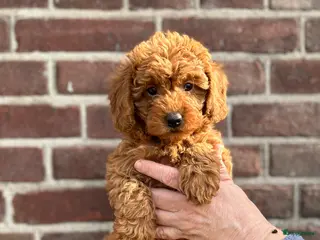 Labradoodle honden Mini/medium Labradoodles - Advertentie 1