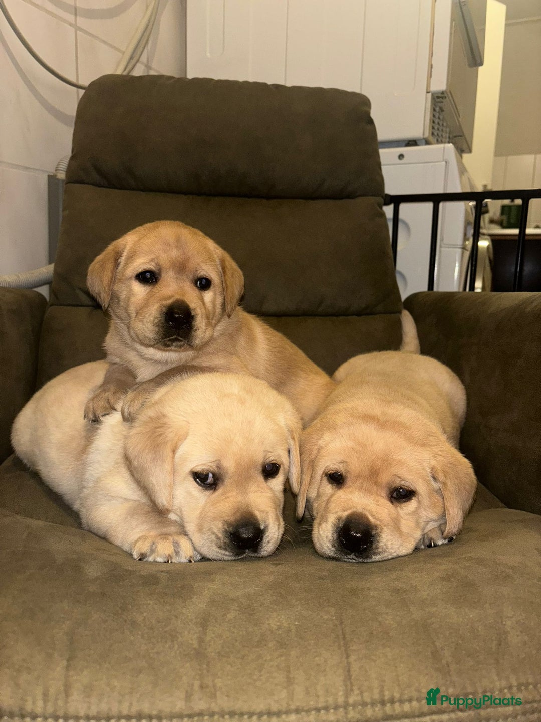 Labrador Retriever honden te koop: Mooie labrador pups - Advertentie 3