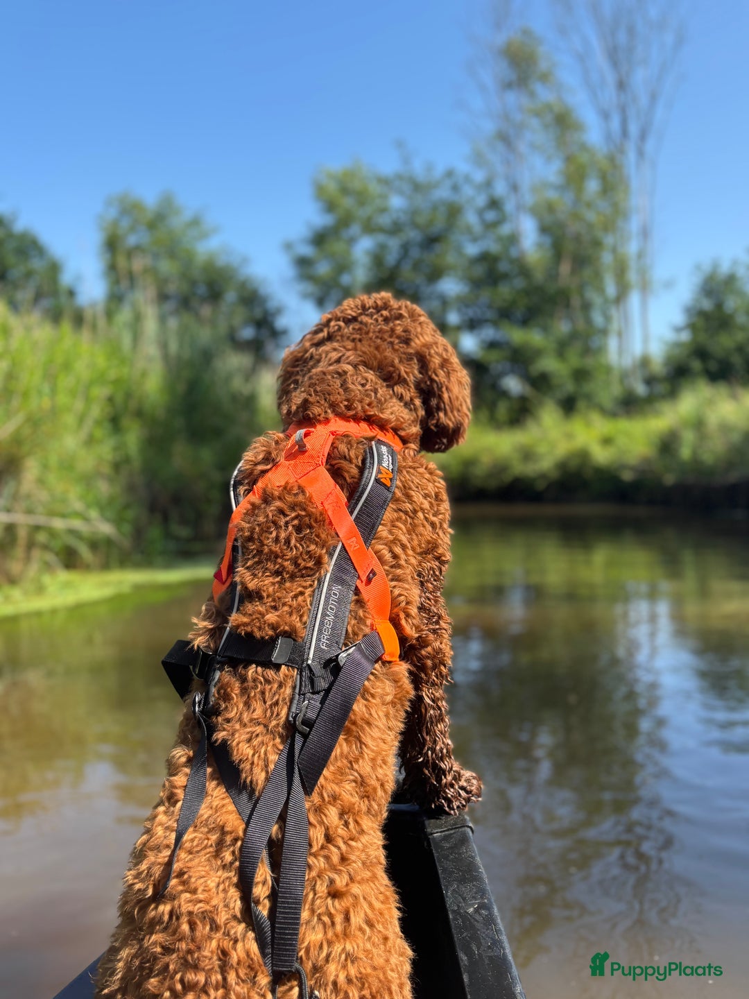 Australian Labradoodle honden ter dekking: Australian labradoodle dek reu  - Afbeelding 4