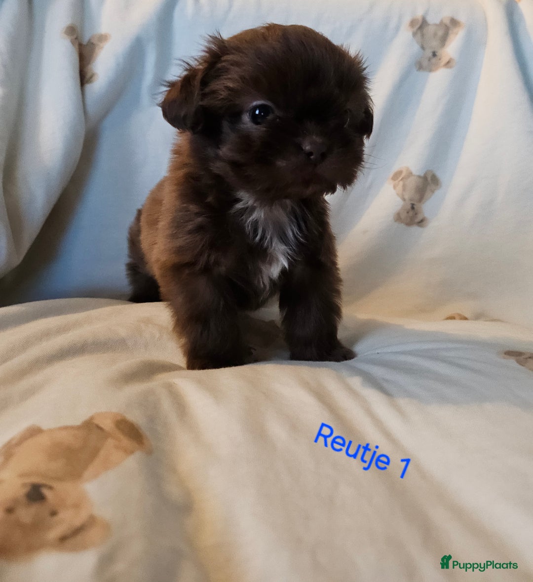 Shih Tzu honden te koop: Laatste Mooie shih tzu reutje - Advertentie 7