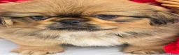 Pekingees honden te koop: Heel mooi Pekinees reutje - Advertentie 15