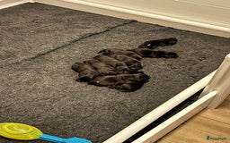 Labrador Retriever honden te koop: Zwarte labrador pups - teefje nog beschikbaar in Molenschot - Afbeelding 2