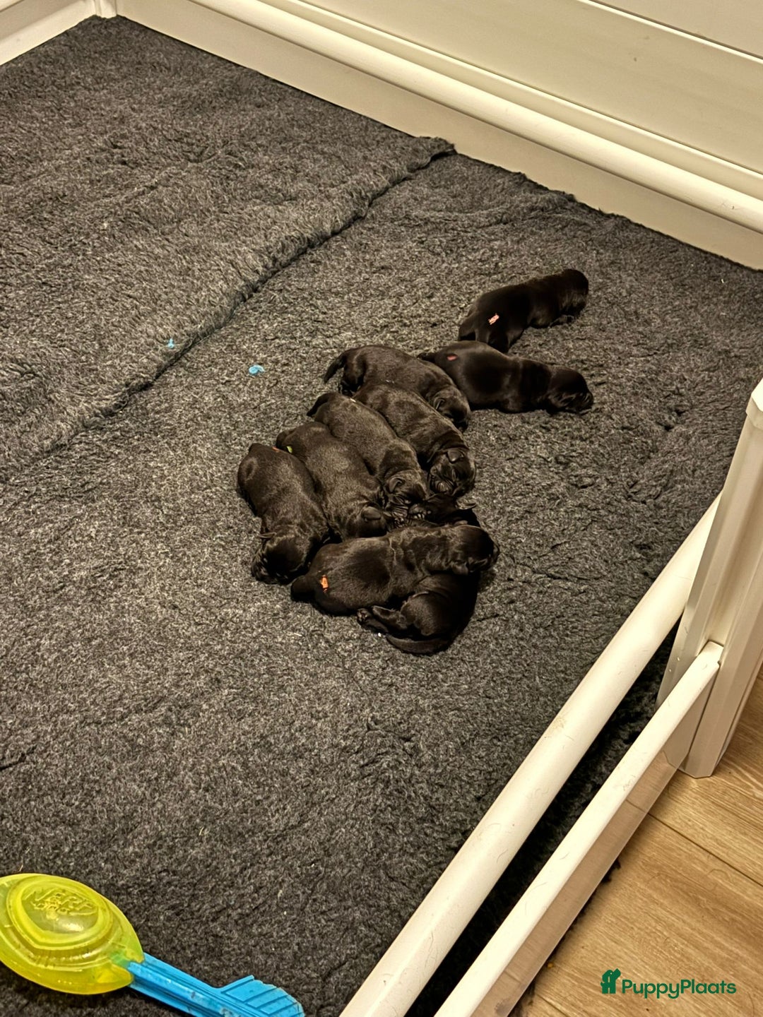 Labrador Retriever honden te koop: Zwarte labrador pups - teefje nog beschikbaar in Molenschot - Afbeelding 2