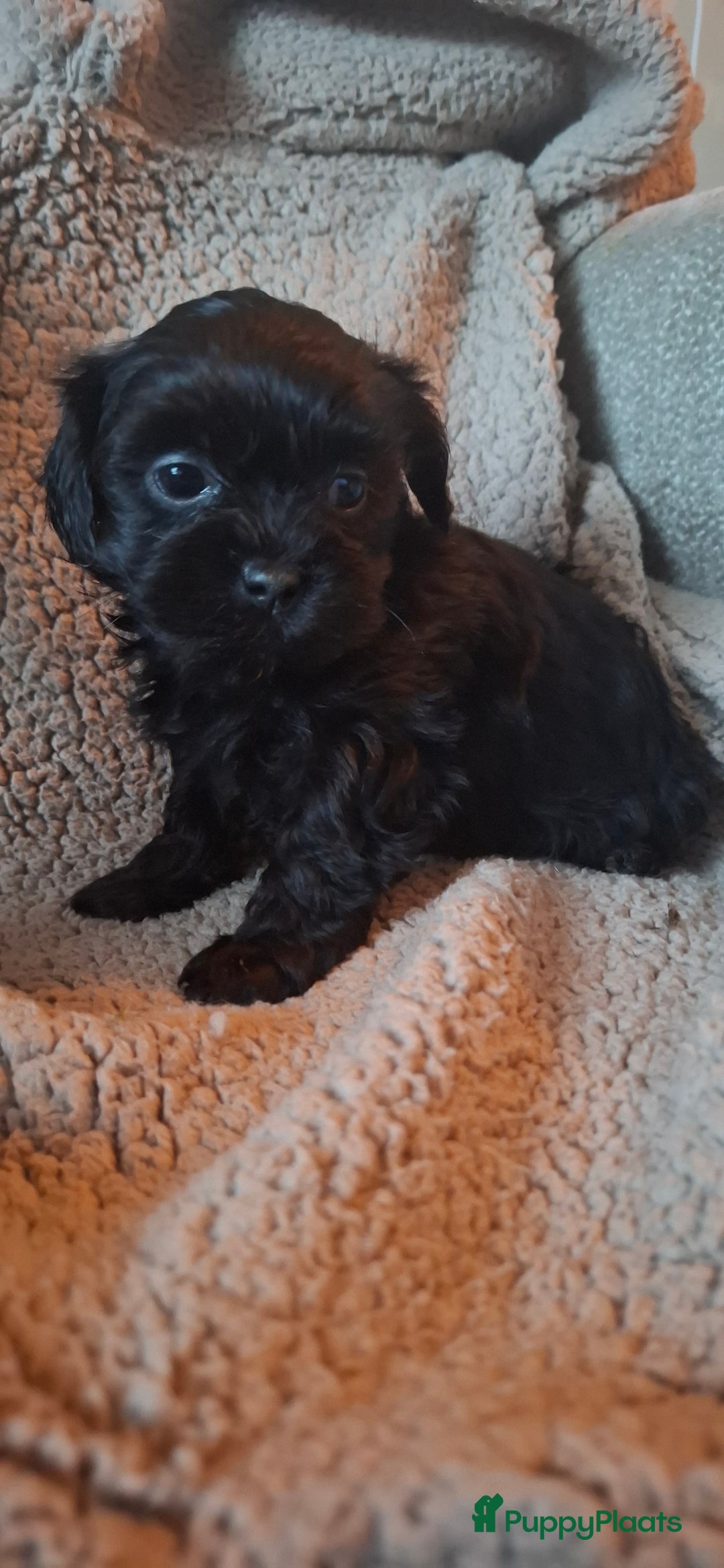 Maltipoo honden te koop: Prachtige maltipoo pups 🥰 - Advertentie 6