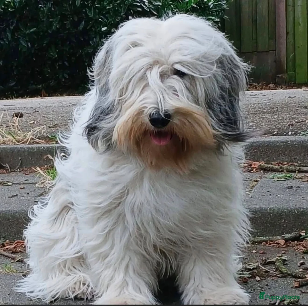 Polski Owczarek Nizinny honden te koop: Gouden mandje zoeken - Advertentie 2