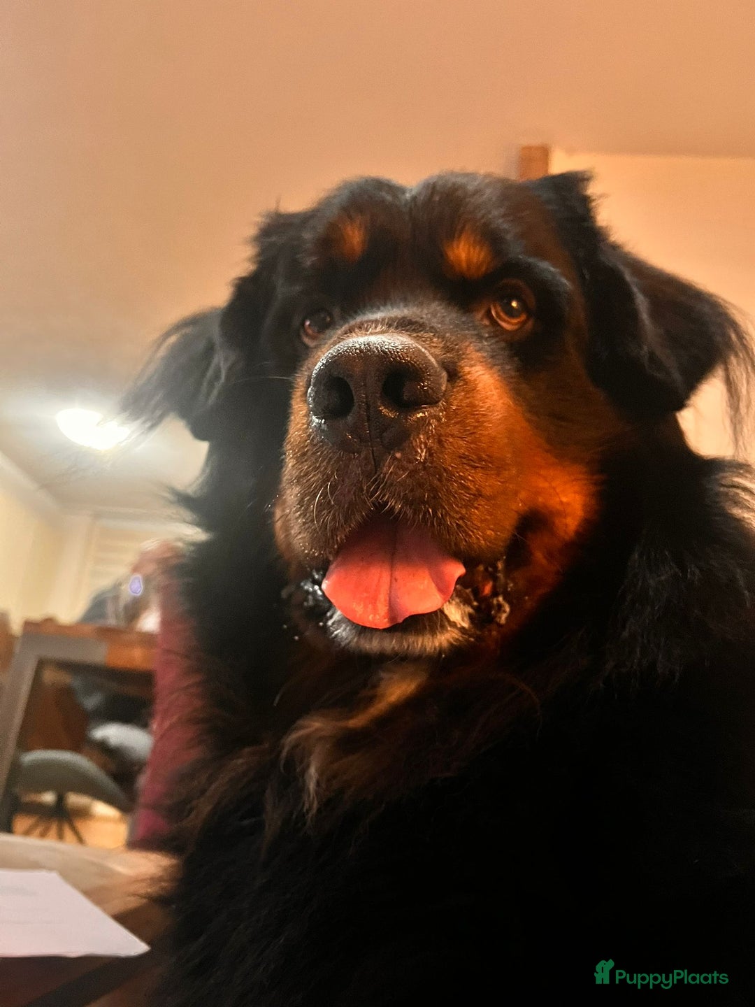 Berner Sennenhond honden ter dekking: Boulab Berner Senner 75% x 25% labrador - Advertentie 5