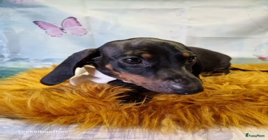 Teckel (korthaar)  honden - Advertentie 5