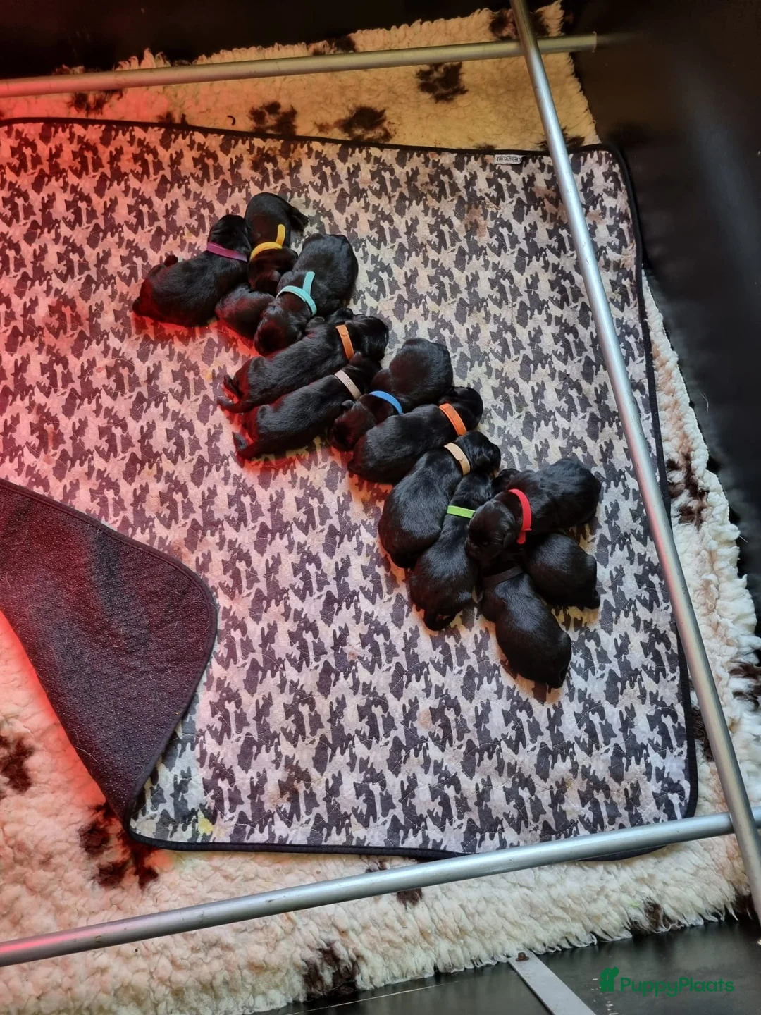 Labrador Retriever honden te koop: Schitterende zwarte labrador pups - Advertentie 3