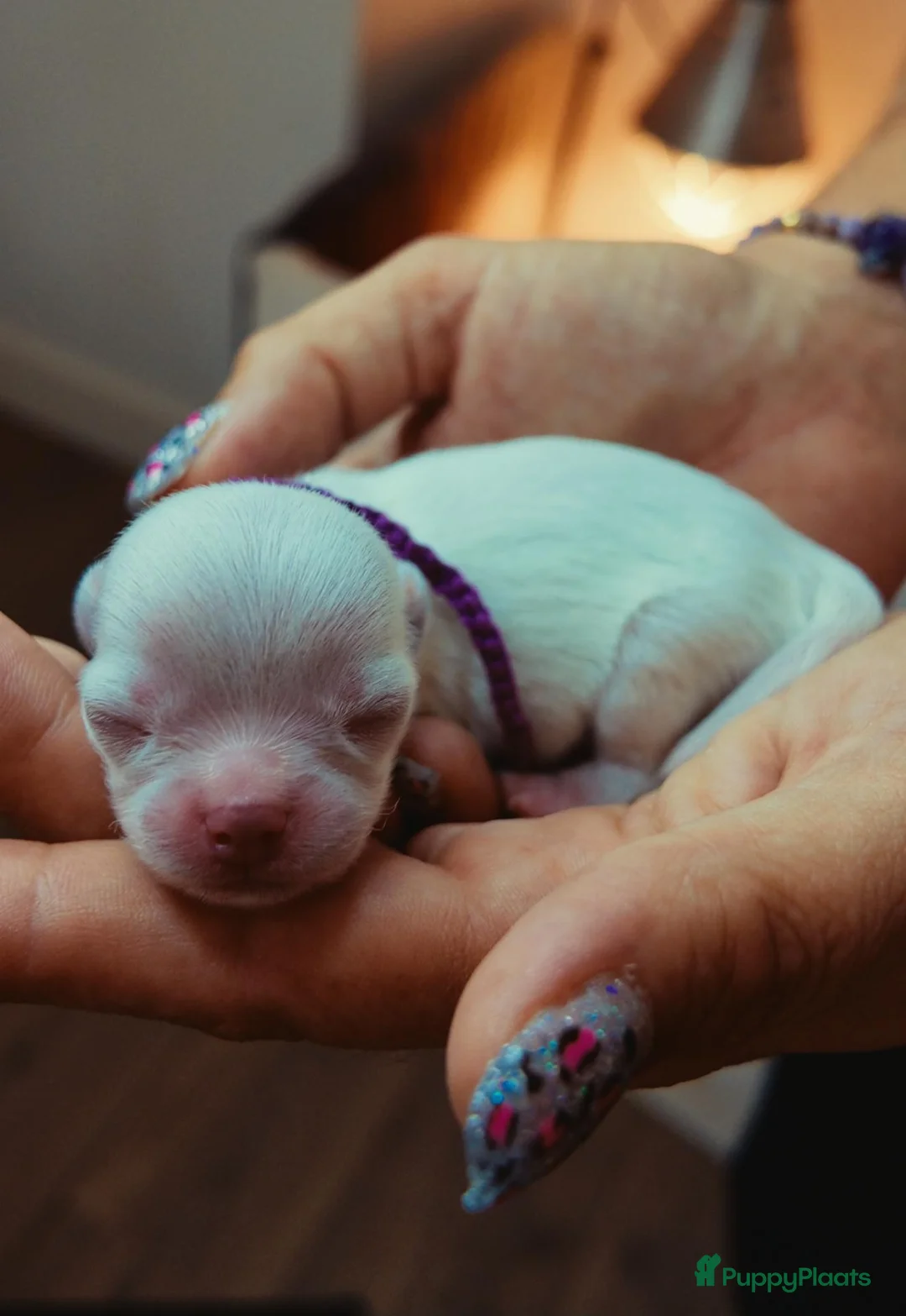 Chihuahua honden te koop: FCI stamboom Chihuahua pups  - Advertentie 2