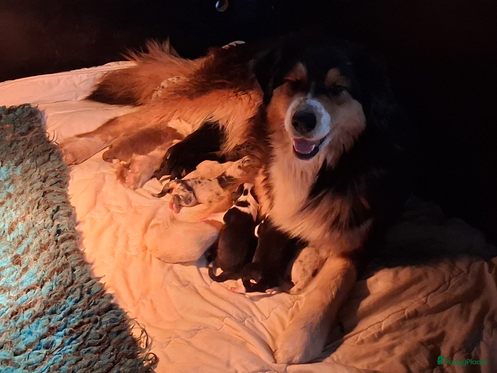 Australian Shepherd honden Australische Herder pups, super gesocialiseerd 🌸 - Advertentie 1