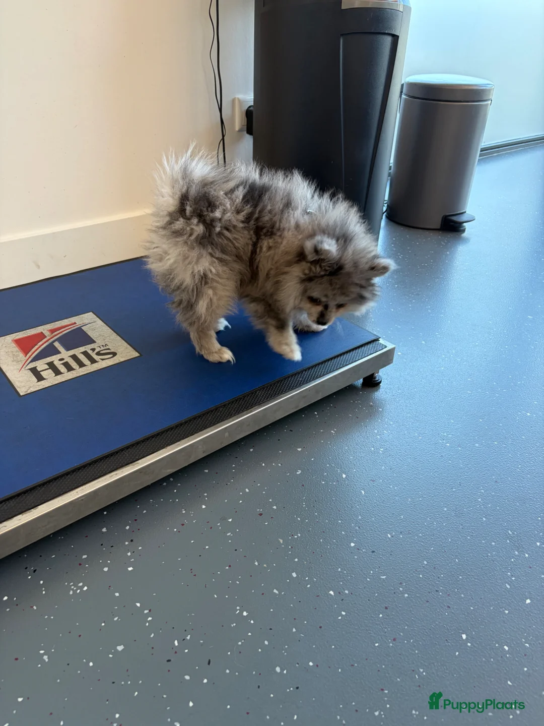 Pomeriaan honden te koop: Raszuivere pomarinan/Pomeriaan reutje Merle  in Rijssen - Advertentie 2