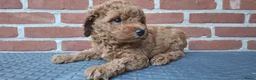 Dwergpoedel honden te koop: Lieve dwergpoedel-puppy's zoeken een warm thuis!  - Advertentie 13