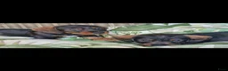 Ruwhaar Teckel honden te koop: Ruwharige teckel pups - Advertentie 1