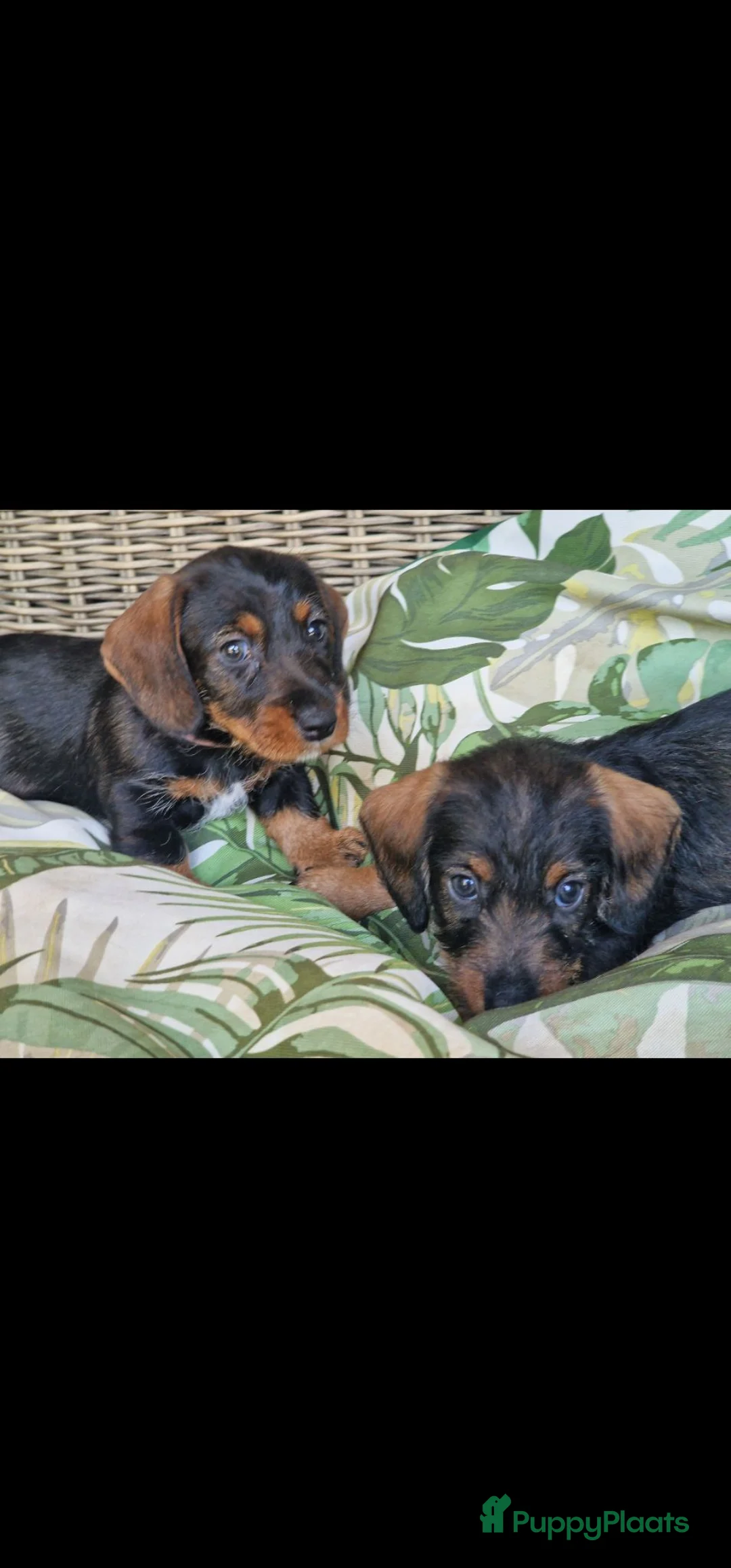 Ruwhaar Teckel honden te koop: Ruwharige teckel pups - Advertentie 1