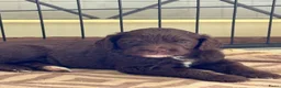 Labradoodle honden te koop: Multigen medium chocolade labradoodle pups - Advertentie 1