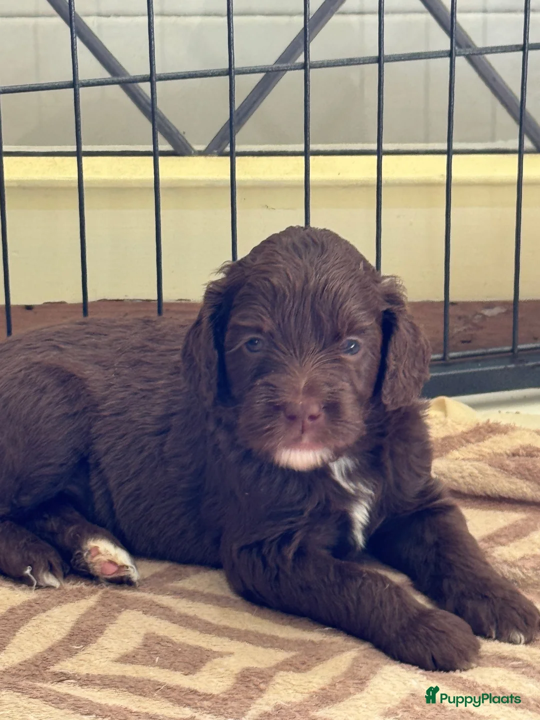Labradoodle honden te koop: Multigen medium chocolade labradoodle pups - Advertentie 1