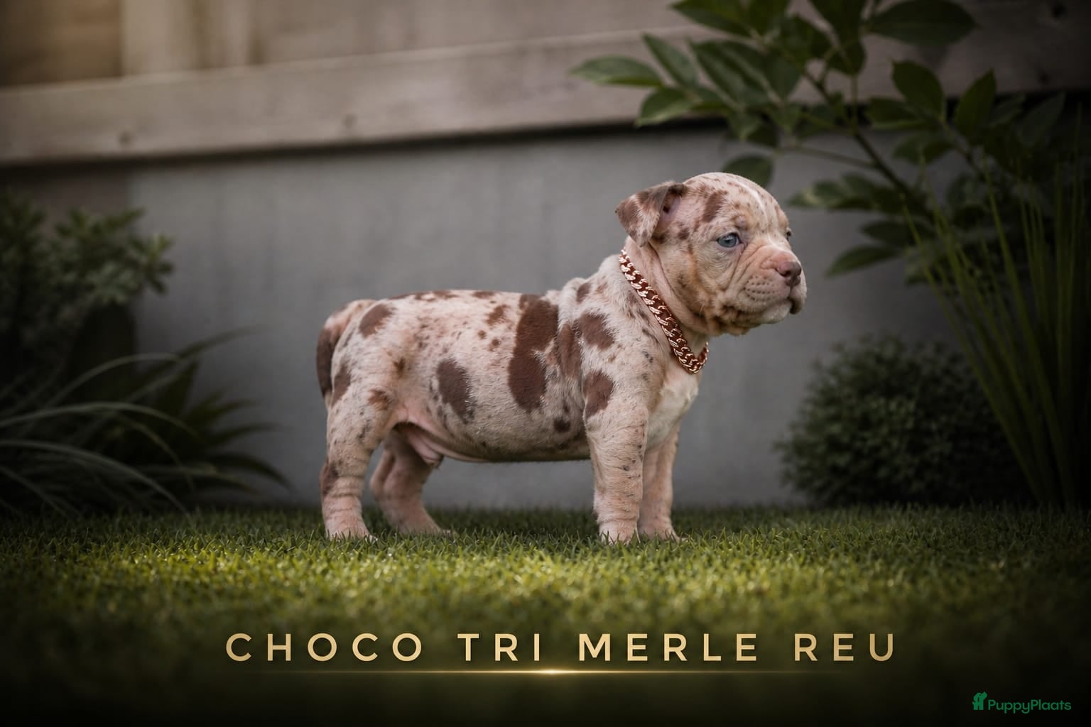 Amerikaanse Bully honden American pocket bully  - Advertentie 1