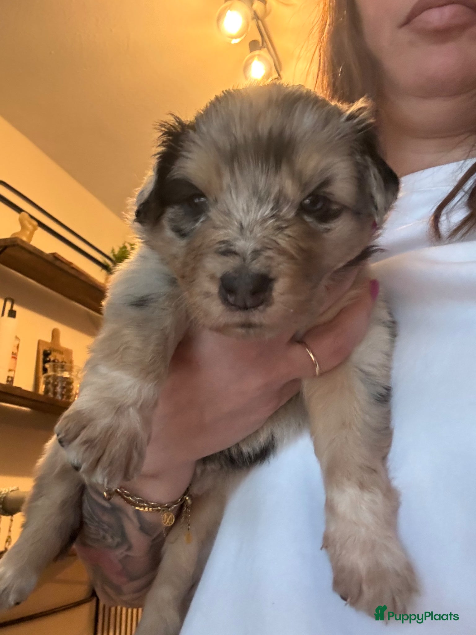 Australian Shepherd honden Australische herder pup 1 blue merle teef  - Advertentie 2