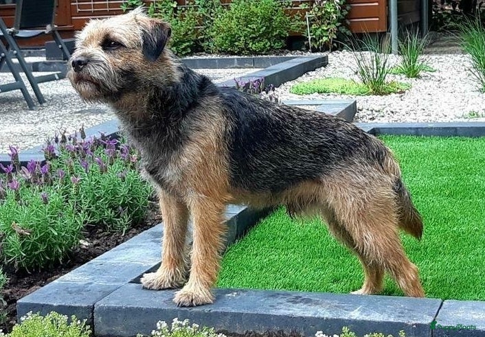 Border Terriër honden Border Terrier Dekreu!  06 41290018 in Losser - Advertentie 3