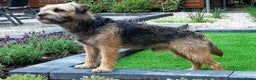 Border Terriër honden ter dekking: Border Terrier Dekreu!  06 41290018 in Losser - Advertentie 1