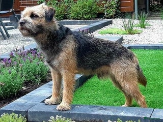 Border Terriër honden Border Terrier Dekreu! 06 41290018 in Losser - Advertentie 2