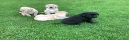 Labrador Retriever honden te koop: Zeer mooie labradorpuppies van stamboomoudersZz  - Advertentie 3