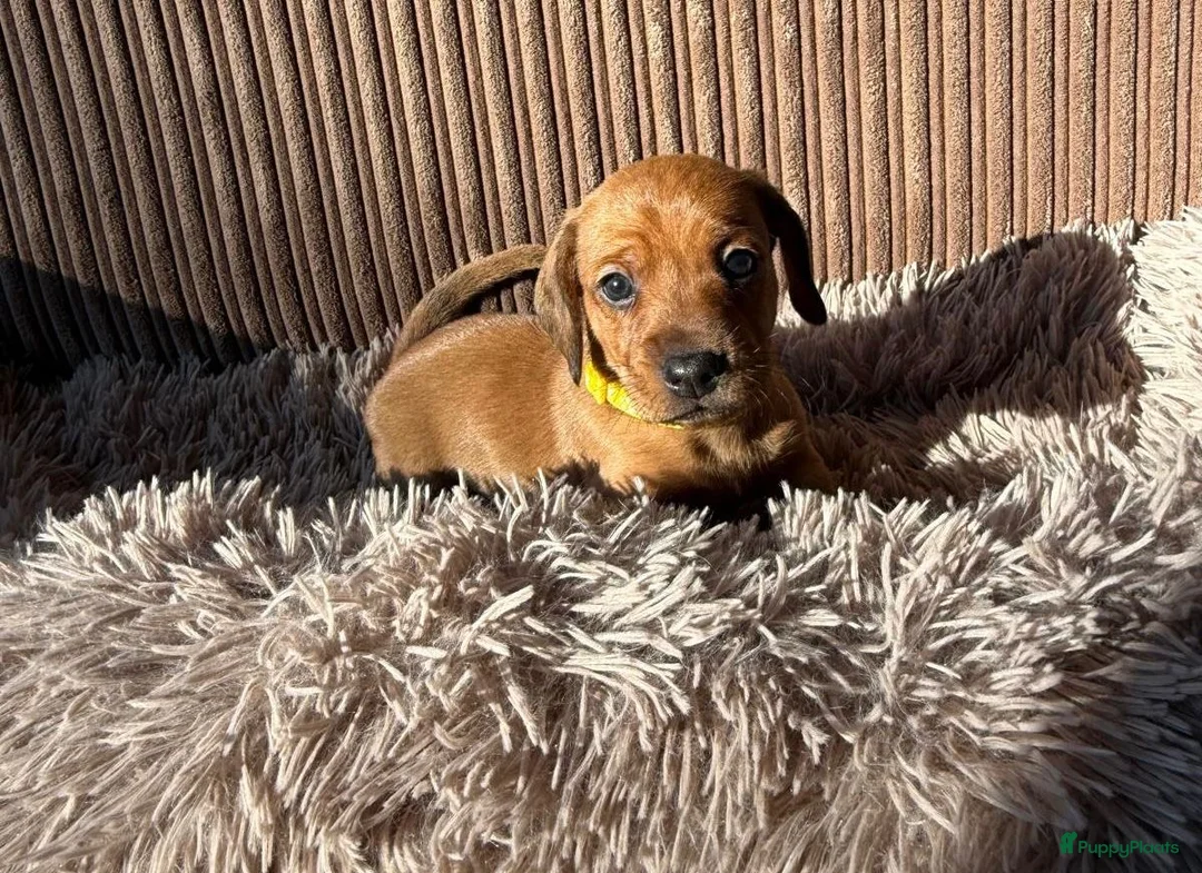 Teckel (korthaar)  honden te koop: Teckel pups - Advertentie 7