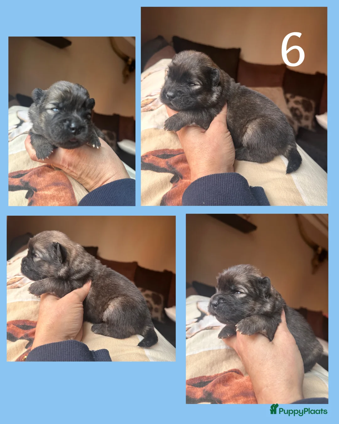 Chow Chow honden te koop: Mini Chow chow - Advertentie 13