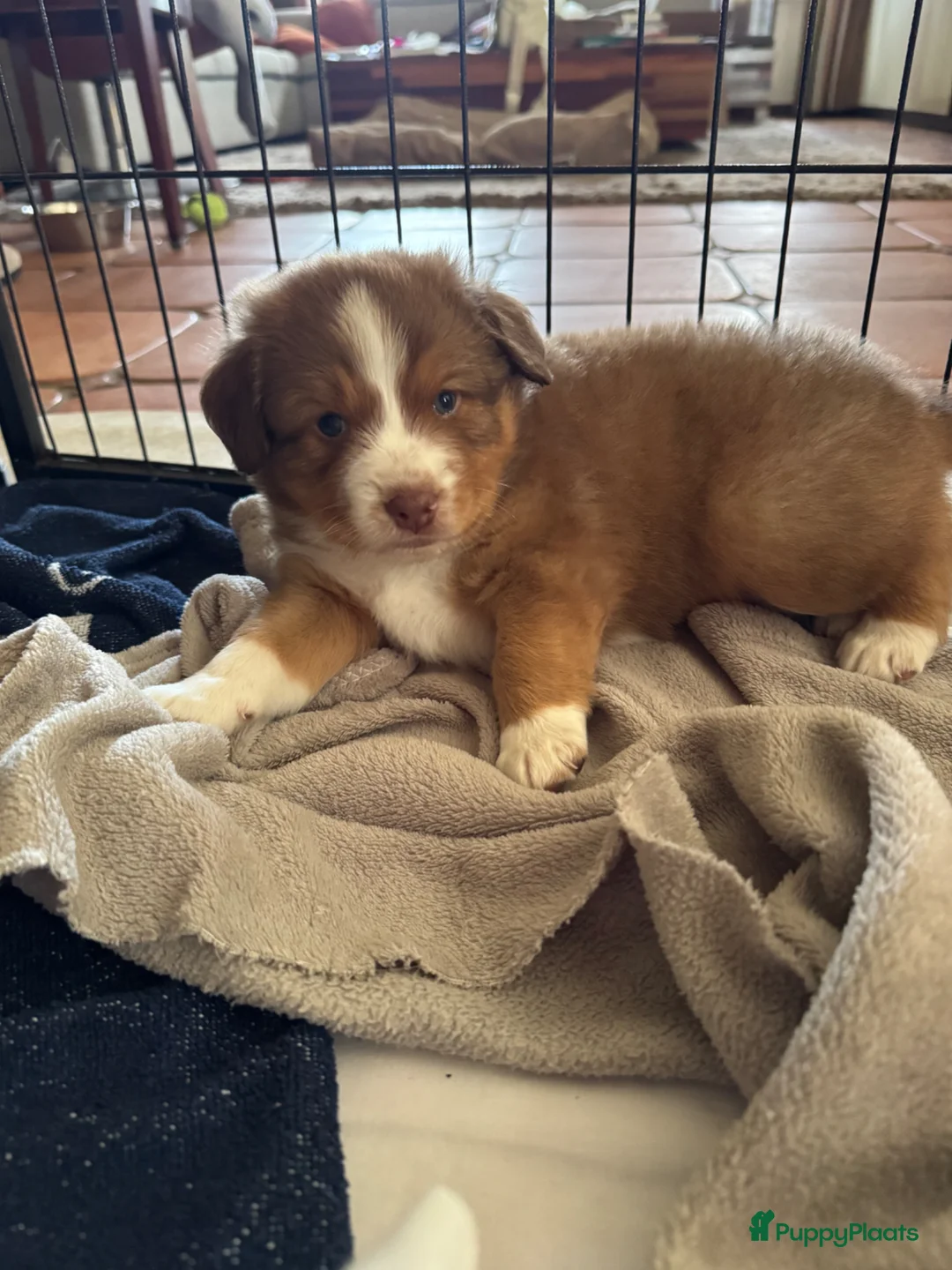 Kruising honden te koop: Toller x Australian Shepherd pups - Advertentie 2