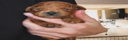 Cockapoo honden te koop: Dwerg poedel x Cockapoo - Advertentie 9