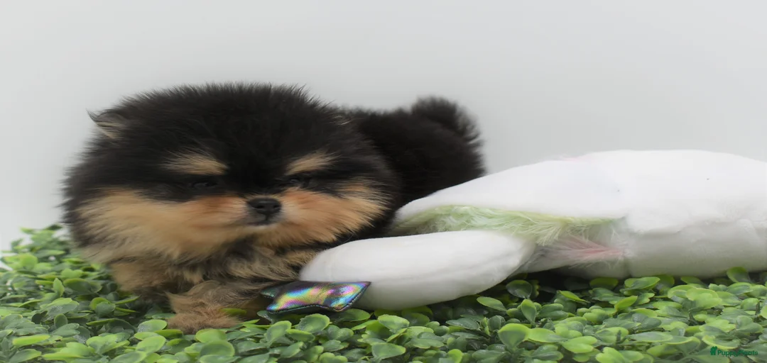 Galerij afbeelding {{count}}