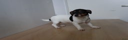 Jack Russel Terriër honden te koop: Mega Mooie jacks te koop - Advertentie 2