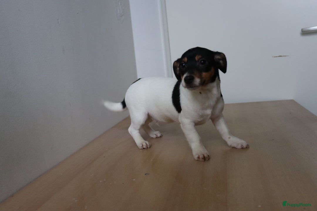 Jack Russel Terriër honden te koop: Mega Mooie jacks te koop - Advertentie 2