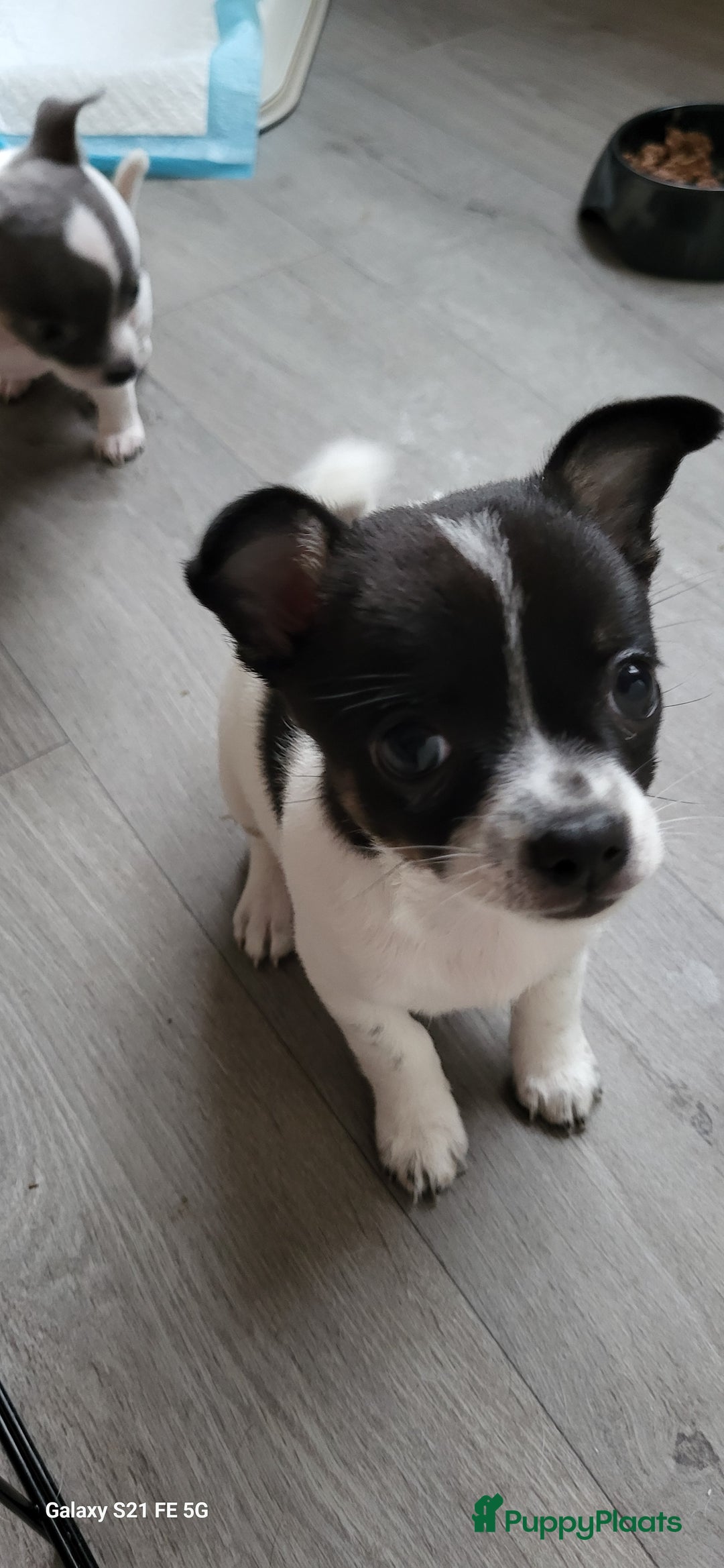 Chihuahua honden ter dekking: Dekreu, niet te koop. Blauw wit met crème  - Advertentie 7