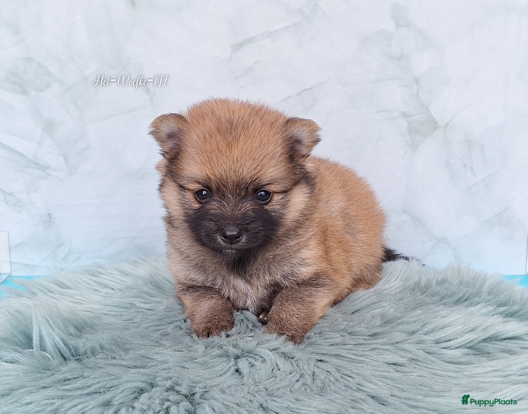 Pomsky honden te koop: Mellow 💙 F1b pomsky reu - Advertentie 6