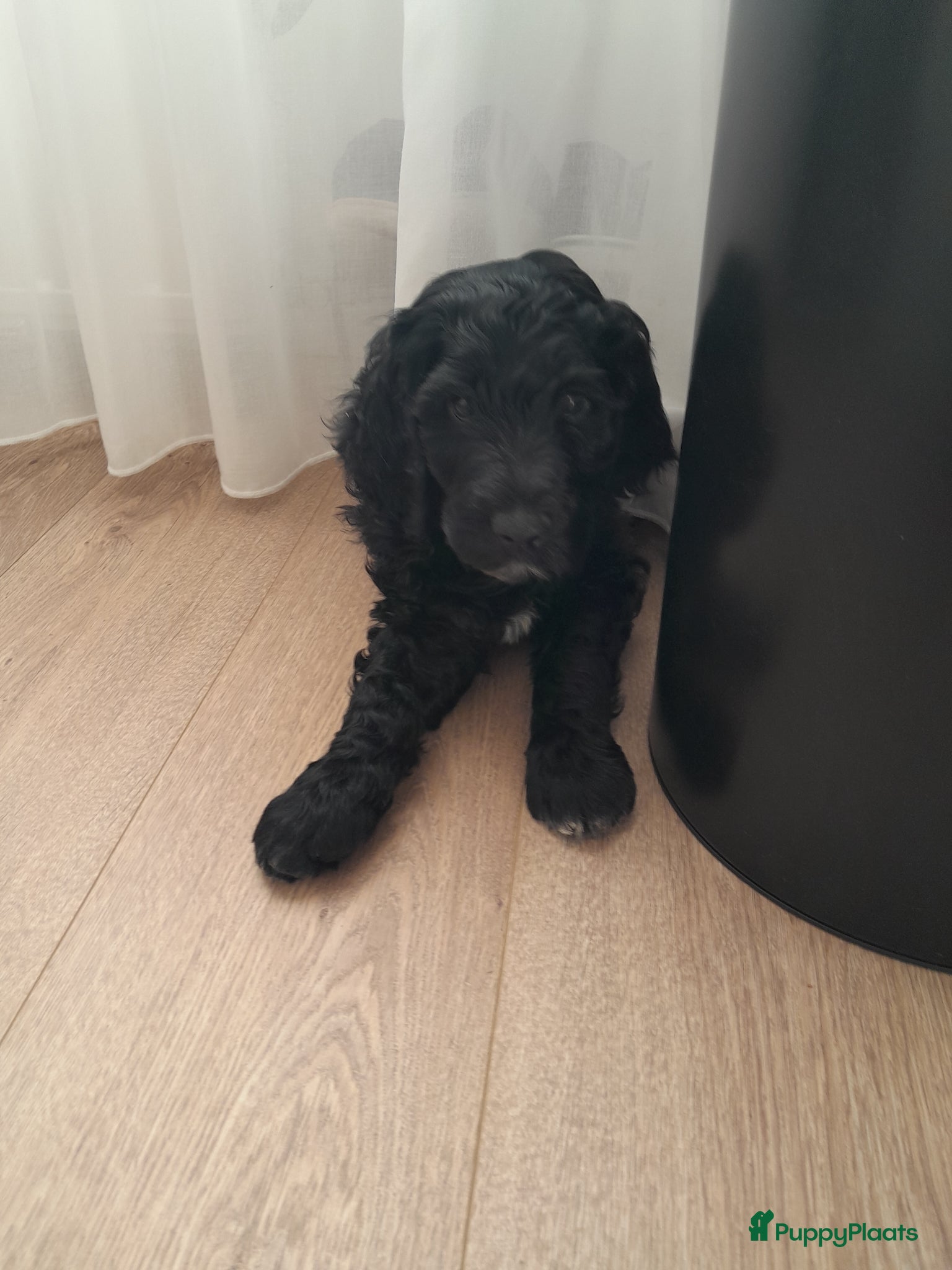 Labradoodle honden Nog 1 labradoodle medium te koop reutje - Advertentie 14