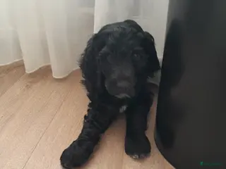 Labradoodle honden Nog 1 labradoodle medium te koop reutje - Advertentie 14