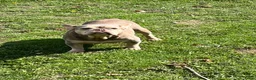 Franse Bulldog honden te koop: Franse Bulldog pups Lionheart Bloodline  - Advertentie 8