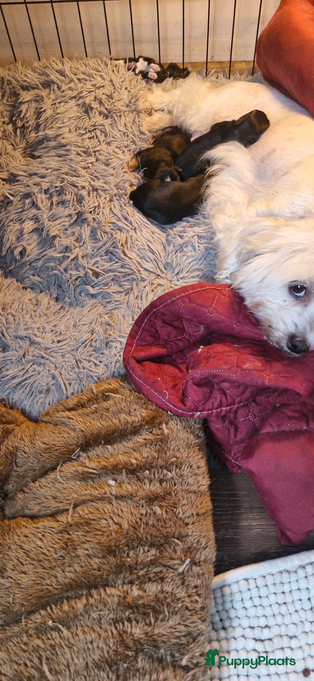 Morkie honden te koop: Morkie - Advertentie 3