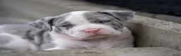 Amerikaanse Bully honden ter dekking: American Bully XL dekreu  - Advertentie 25