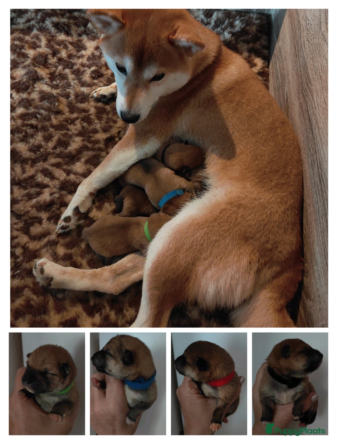 Shiba honden te koop: Shiba Inu pups met FCI stamboom - Advertentie 16