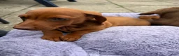 Teckel (korthaar)  honden te koop: Kaninchen x dwerg teckel - Advertentie 12