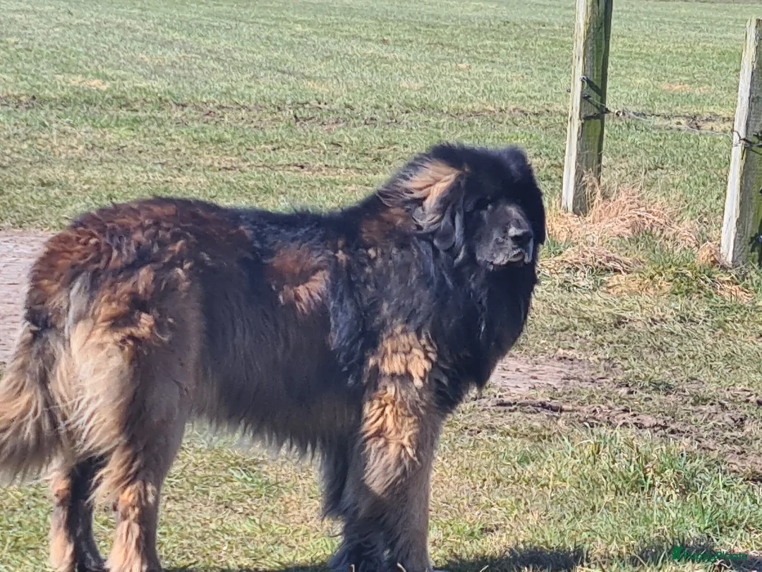 Leonberger honden te koop: Leonberger pups met stamboom  - Advertentie 2