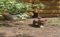 Shiba honden te koop: Shiba teefje met stamboom - Afbeelding 7
